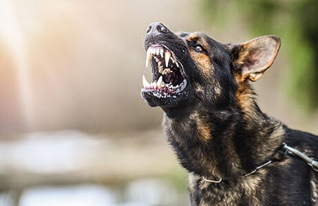 Civil Vs Criminal Liability for Dog Bite Injuries